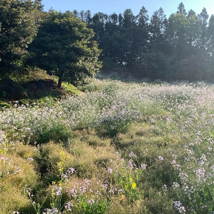 a field full of flowers and trees with the sun shining on it's side