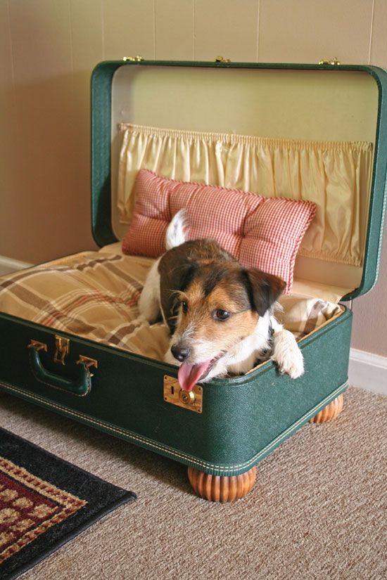 a brown and white dog sticking its tongue out in an open green suitcase on the floor