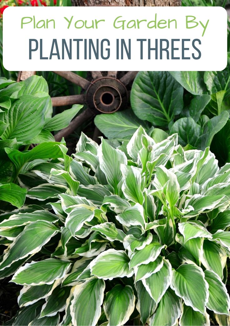 some plants that are growing in the ground with text overlay reading plan your garden by planting in threes