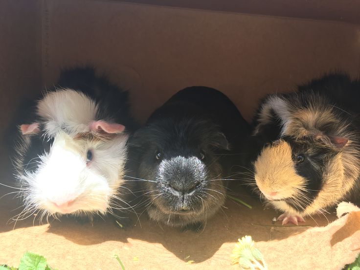 three guinea pigs are sitting in a cardboard box and one is looking at the camera