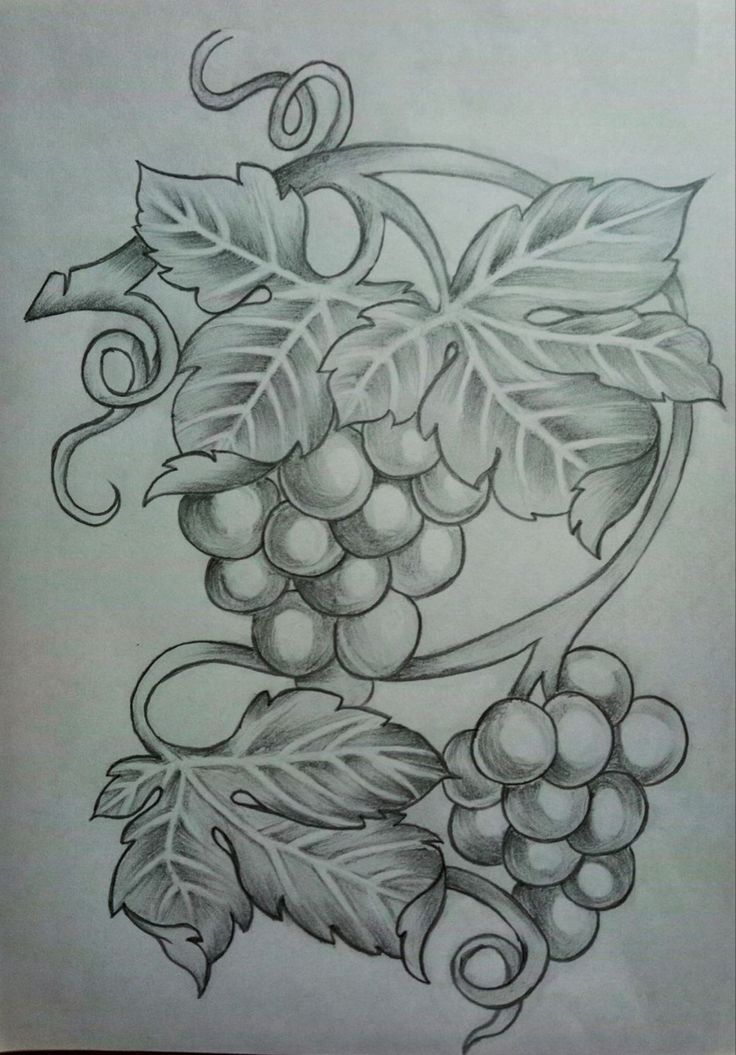 a drawing of grapes with leaves on it