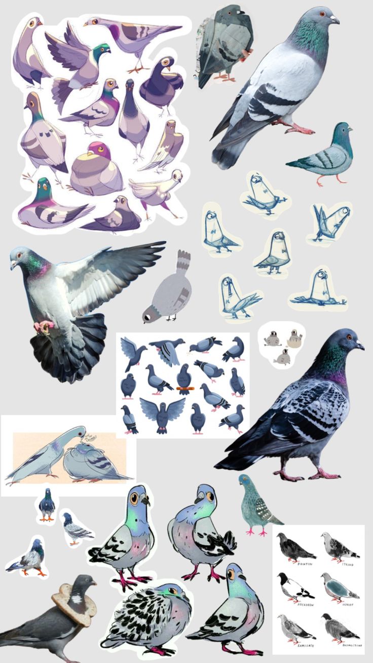 many different types of birds are shown in this image, including pigeons and doves