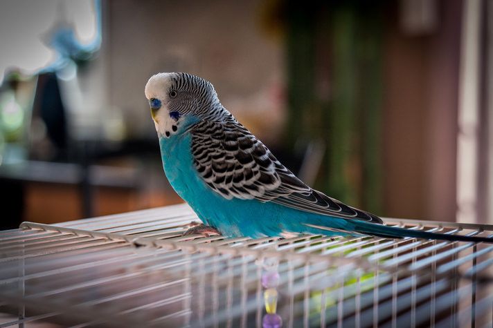 a blue and white parakeet sitting on top of a cage