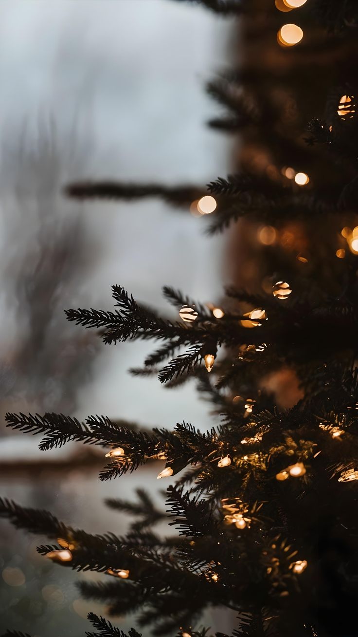 a close up of a pine tree with lights on it's branches and blurry background