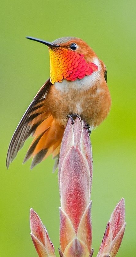 a small bird sitting on top of a flower