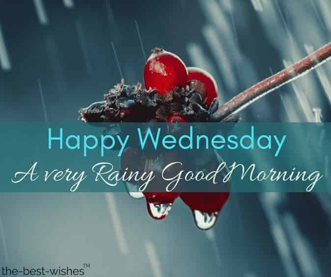 a rainy day with two cherries hanging from a branch and the words happy wednesday