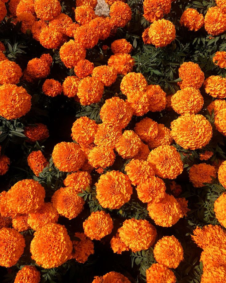 many orange flowers with green leaves in the middle and one flower on the other side