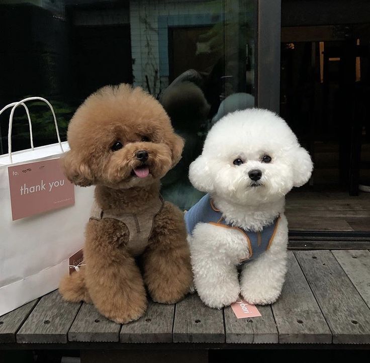 two stuffed dogs sitting on a table with bags in front of them, one is brown and the other is white