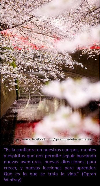 cherry blossoms are in bloom along the water