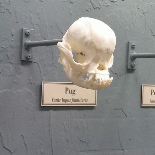 there is a fake skull on the wall next to two plaques that read pug