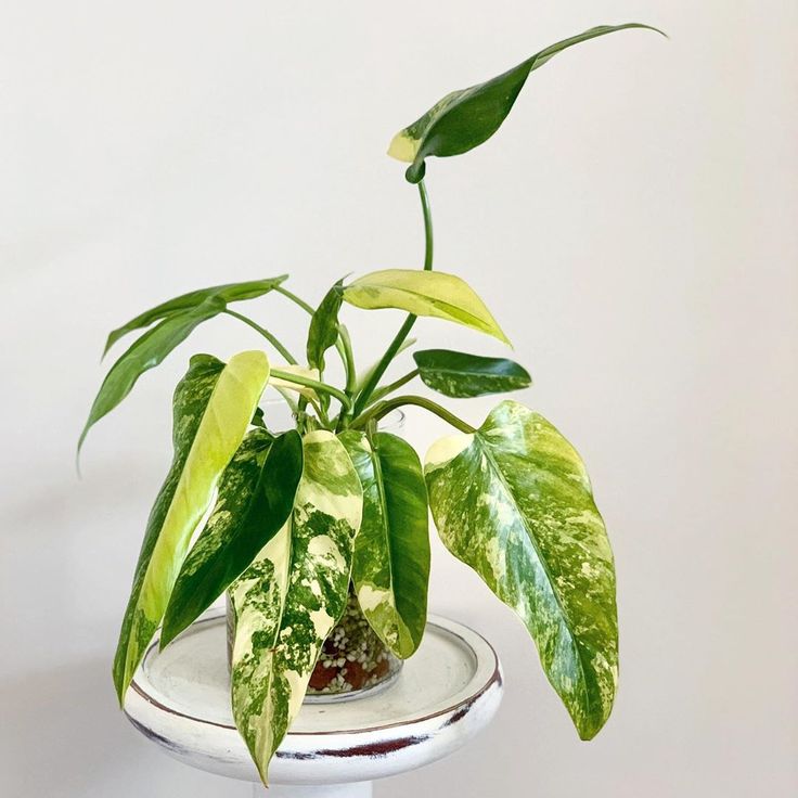 a potted plant sitting on top of a white table