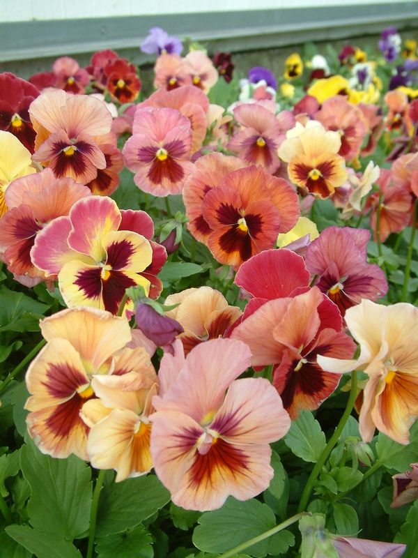 many different colored flowers growing in a garden