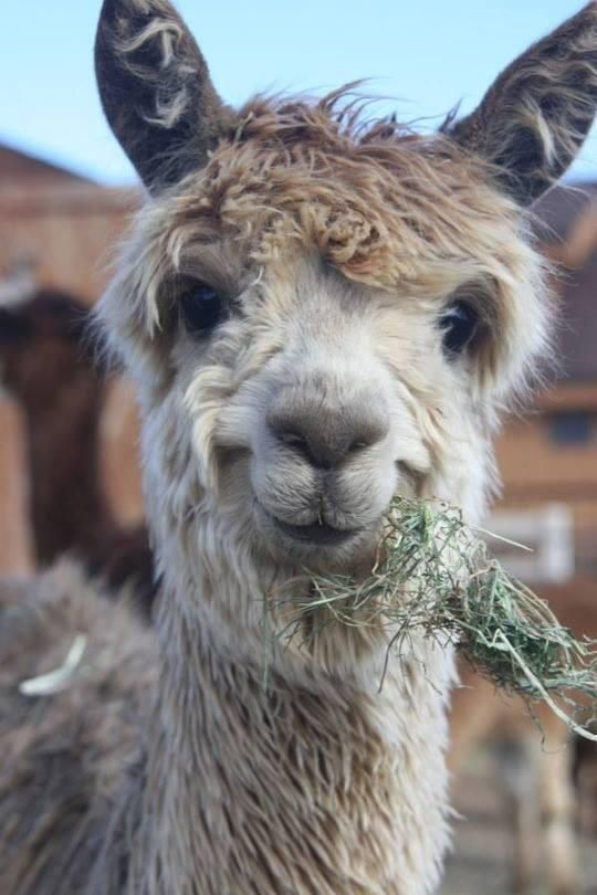 an alpaca eating grass in front of some buildings