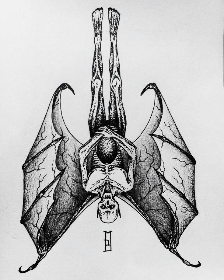 a drawing of a bat hanging upside down