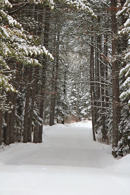 a snowboarder is going down a snowy path in the woods with trees on both sides