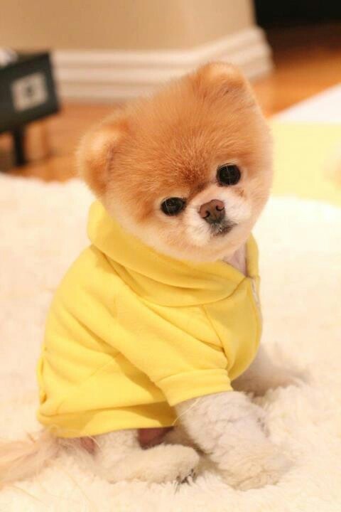 a small brown dog wearing a yellow shirt