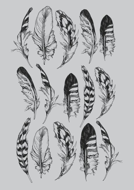 black and white feathers drawn in ink on a gray background, set of six different sizes