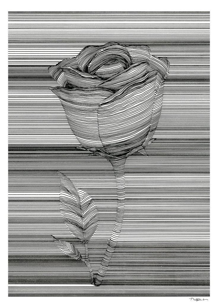 a black and white photo of a single rose in the middle of a striped background