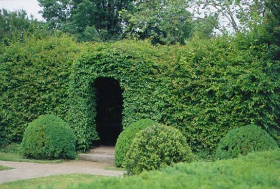 an outdoor garden area with hedges and trees