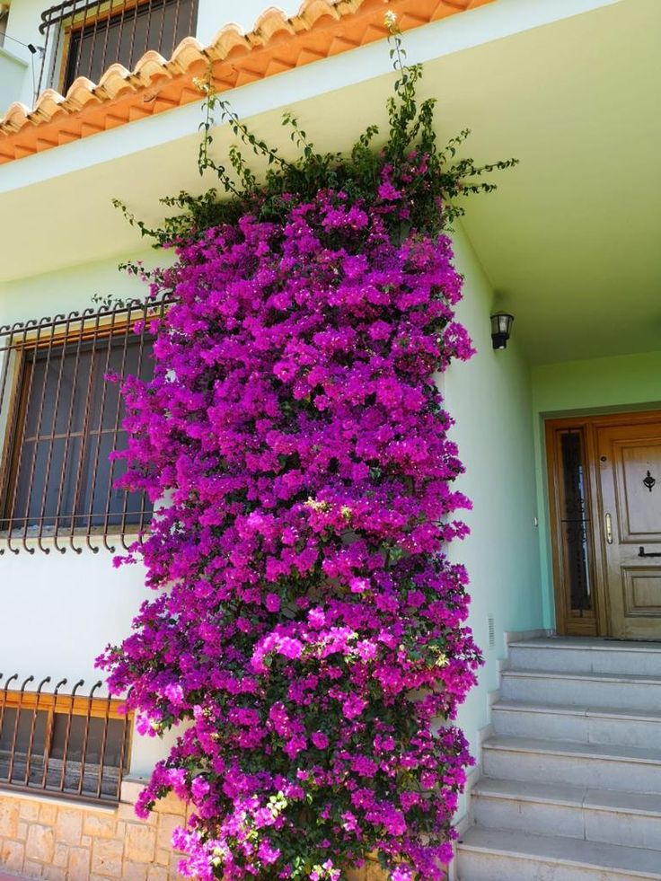 purple flowers are growing on the side of a white and yellow building with stairs leading up to it