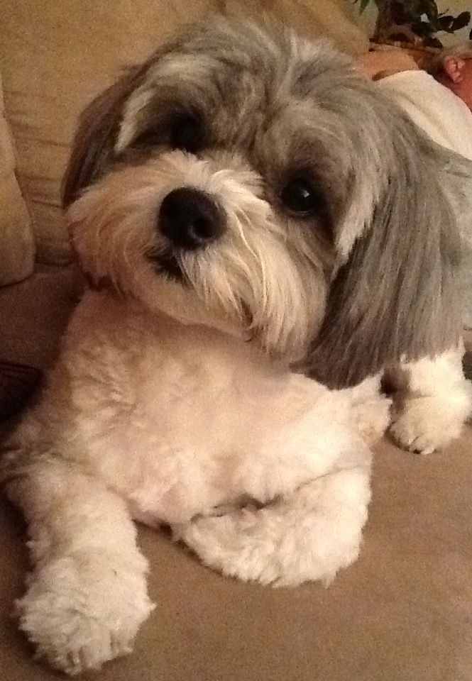 a white and gray dog laying on top of a couch next to a person sleeping