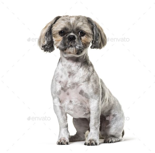 a small gray and white dog sitting in front of a white background - stock photo - images