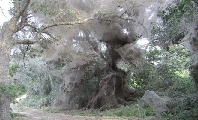 an old tree with moss hanging from it's branches in the woods near a dirt road