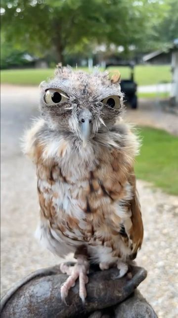 an owl sitting on top of a rock