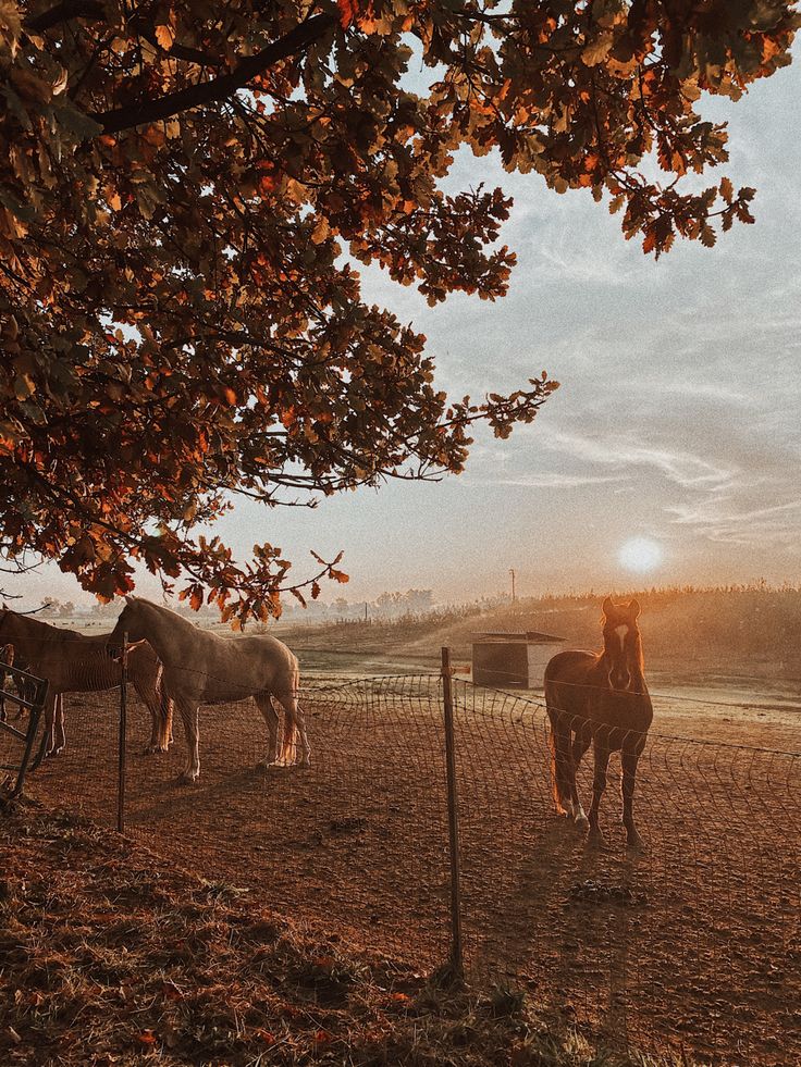 three horses are standing in the dirt near a wire fence and trees with leaves on them