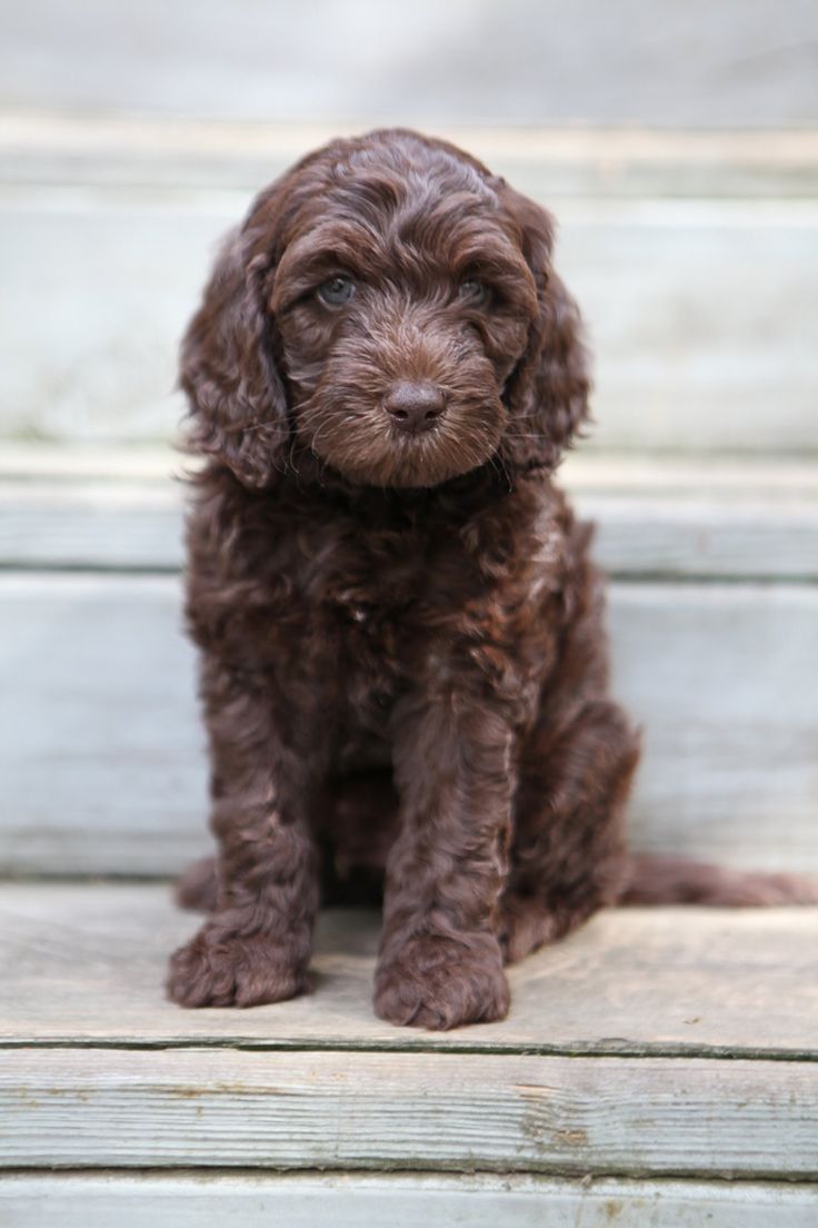 a small brown dog sitting on top of a wooden step