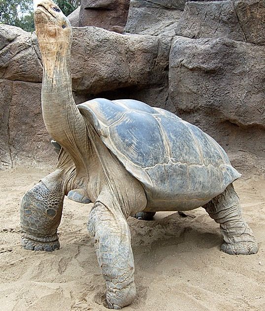 an image of a turtle that is in the sand