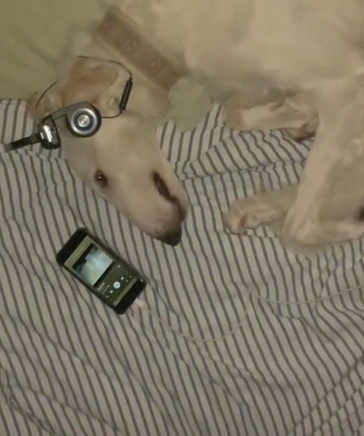 a dog laying on top of a bed next to a cell phone and headphones