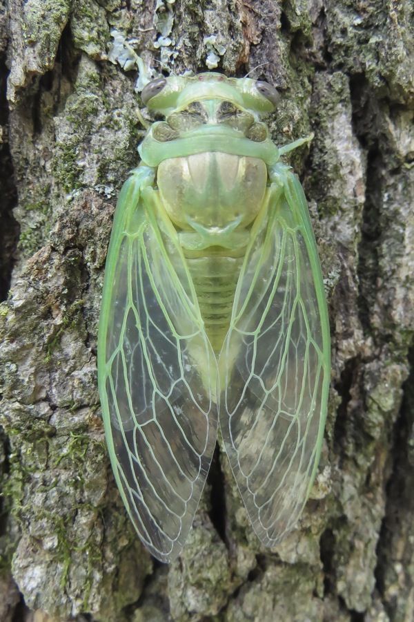 a large green insect sitting on top of a tree