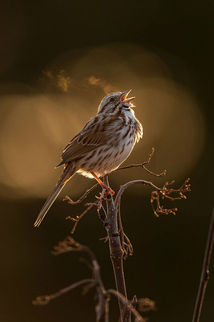 a small bird sitting on top of a tree branch with sunlight shining through the background