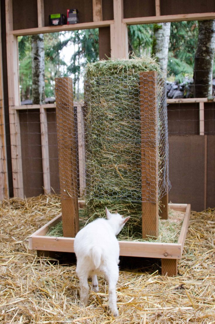 a small white goat standing in hay next to a wooden structure with grass covering it's sides