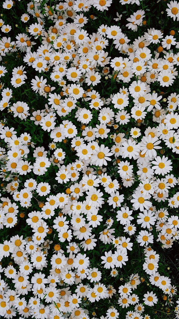 many white and yellow daisies in the grass