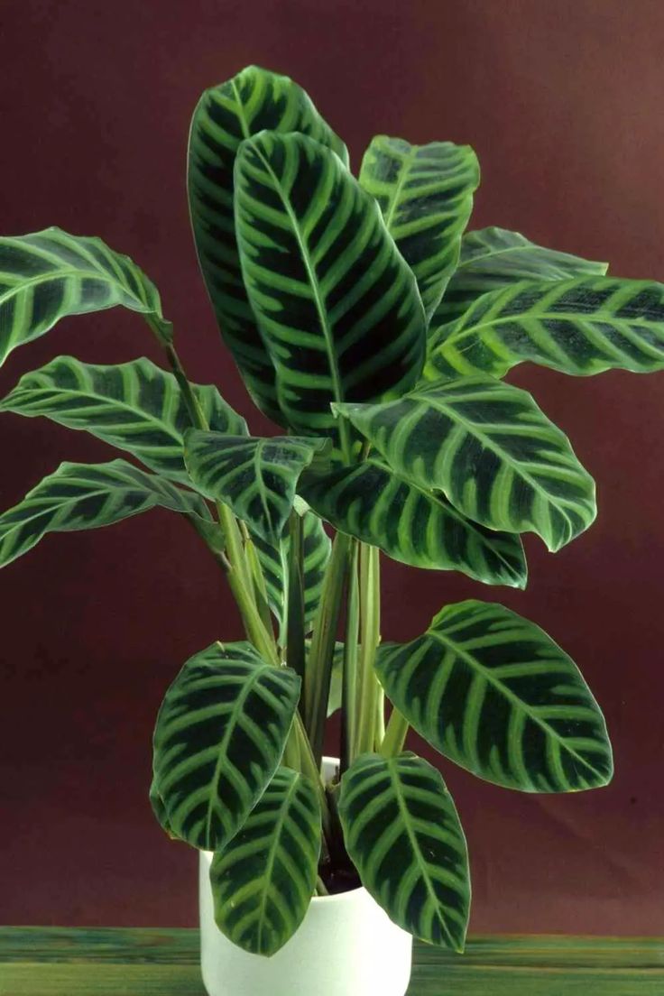 a green plant in a white pot on a table