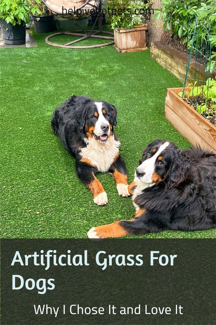 two dogs laying in the grass near each other