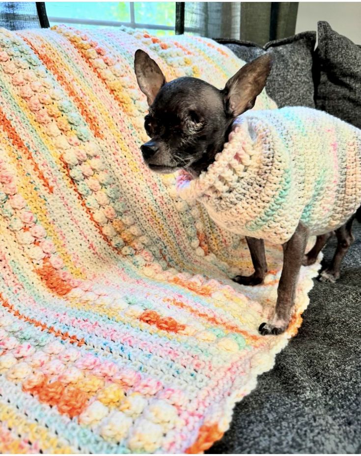 a small dog sitting on top of a couch covered in a crocheted blanket