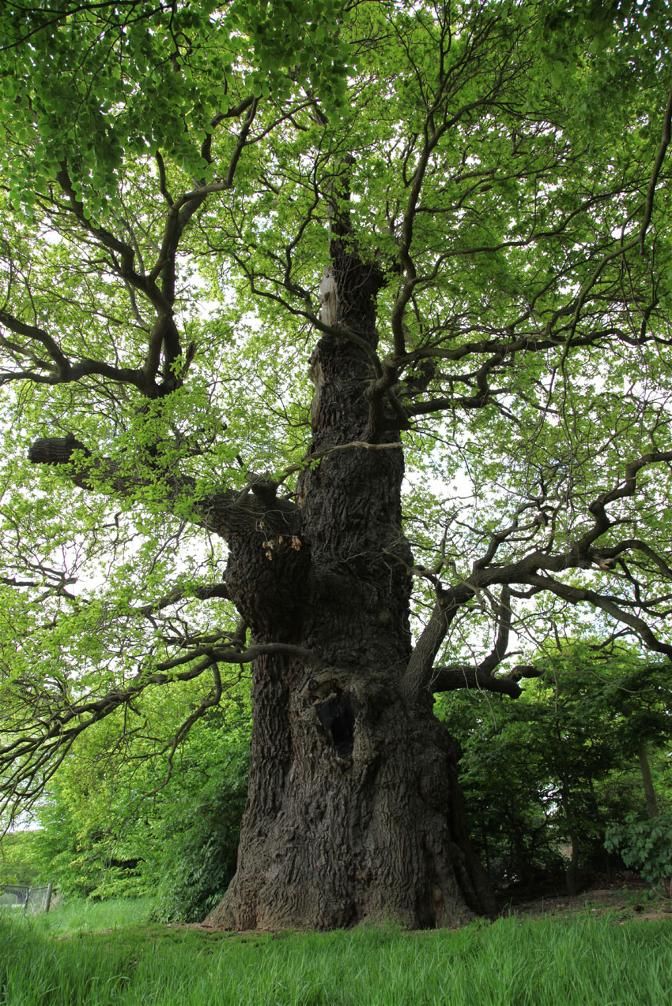 an old tree in the middle of a grassy area with lots of trees around it