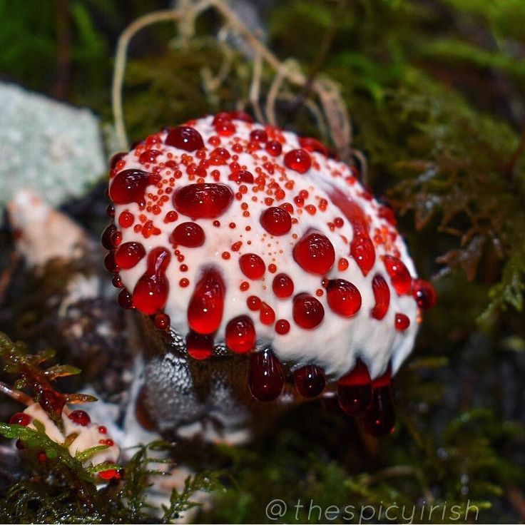 a red and white mushroom sitting on top of moss