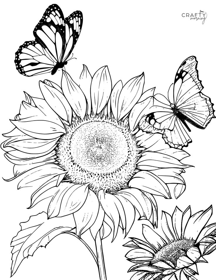 sunflower and butterflies coloring page