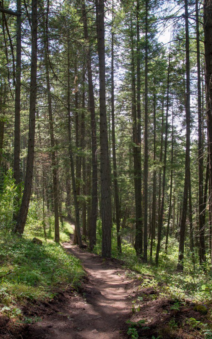 a dirt path in the woods with lots of trees