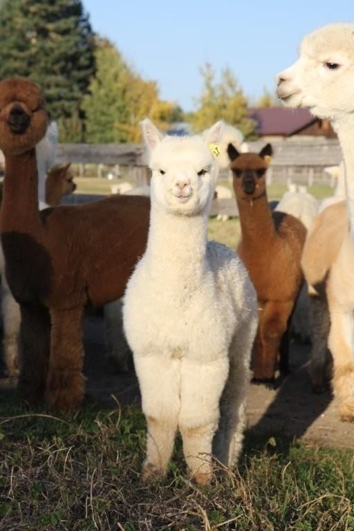 llamas and alpacas in a fenced area