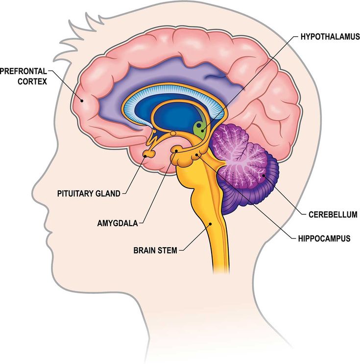 an image of the inside of a human head