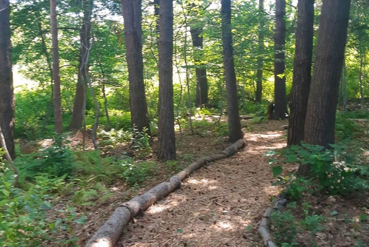 a path in the woods with trees on both sides