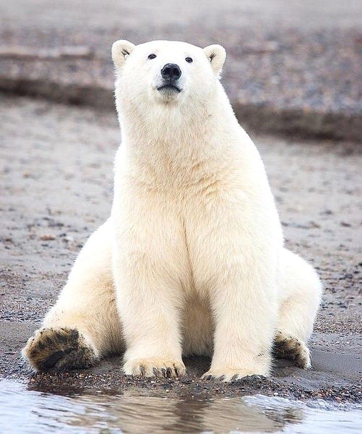 a large white polar bear sitting on top of a beach