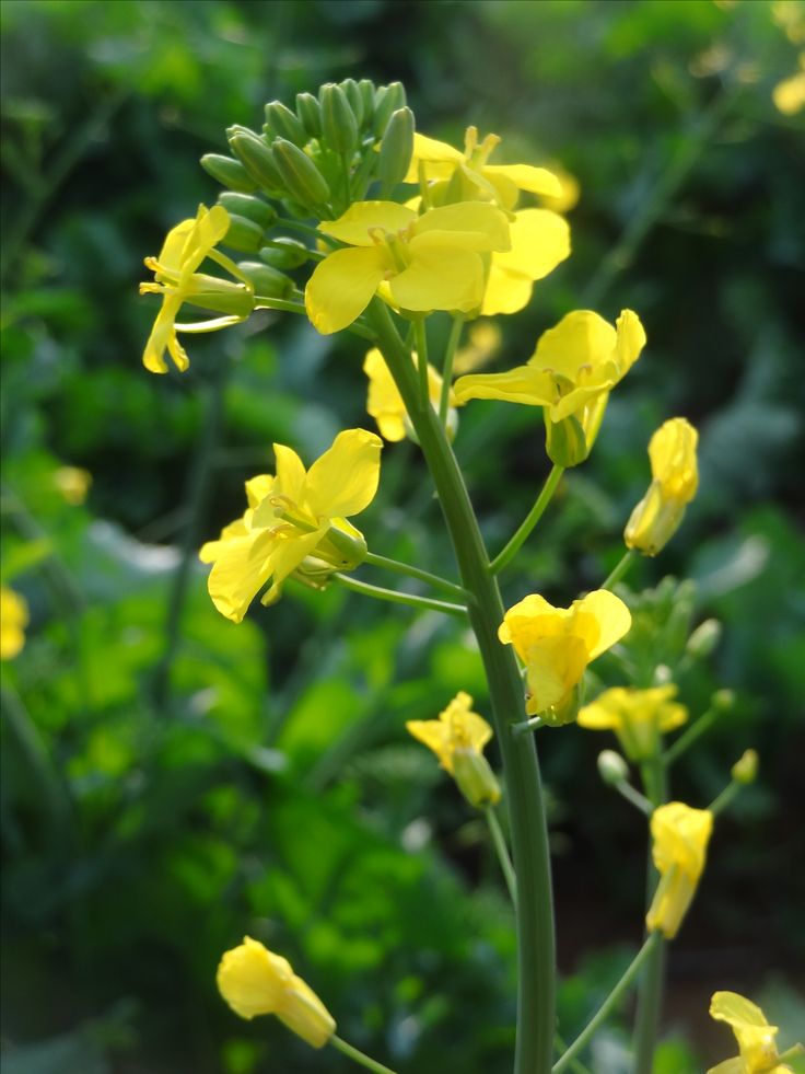 the yellow flowers are blooming in the garden