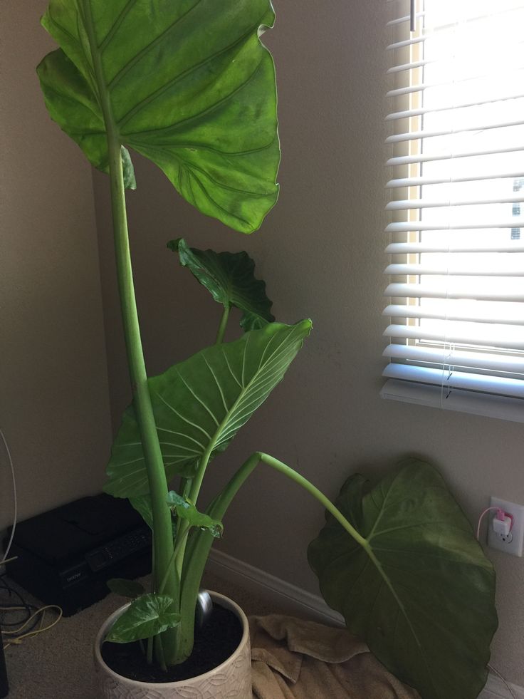 a large green plant sitting in a pot next to a window