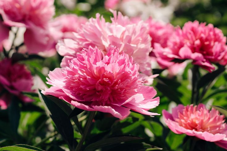 pink flowers are blooming in the garden